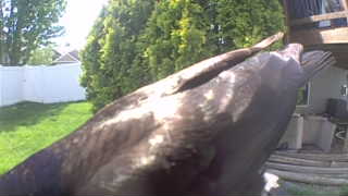 bald eagle