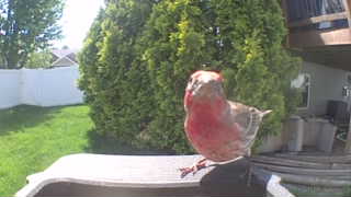 house finch