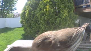 house finch