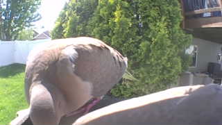 mourning dove