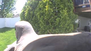 rock pigeon