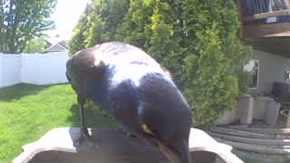 common grackle