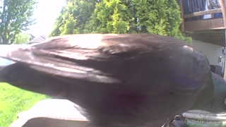common grackle