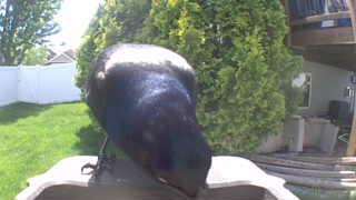 common grackle