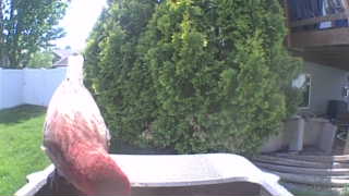 domestic turkey