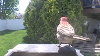 purple finch
