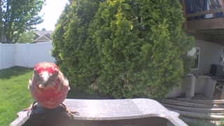 house finch
