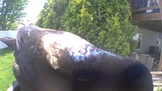 bald eagle