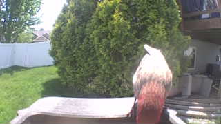 red-tailed hawk
