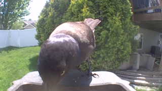 common grackle
