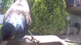 common grackle