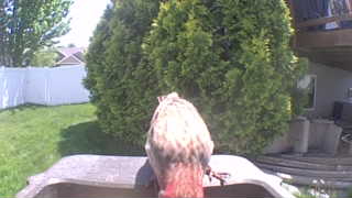 brown thrasher