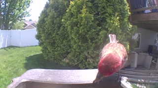 house finch
