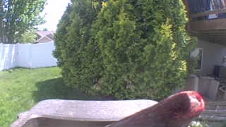 northern cardinal