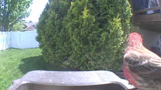 house finch