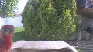 house finch