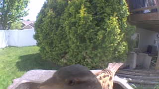 dark-eyed junco