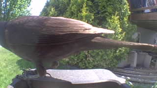 brown thrasher