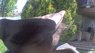 rock pigeon
