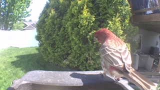 house finch