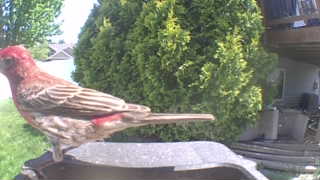 house finch