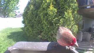 house finch
