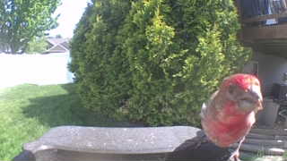 house finch
