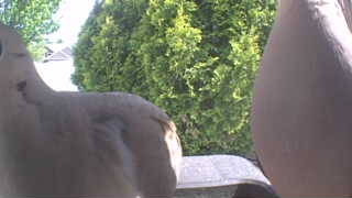 mourning dove
