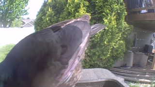 rock pigeon