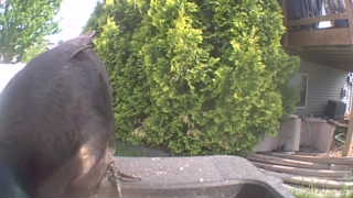 american crow