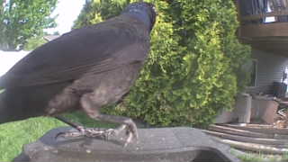american crow