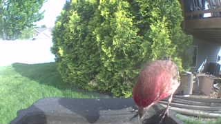 house finch