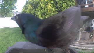 common grackle