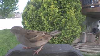 house sparrow