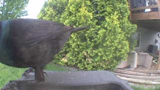 common grackle