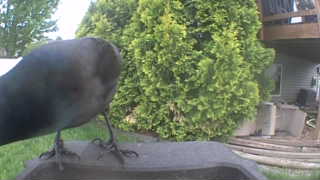 american crow