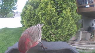 chukar partridge