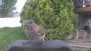 house finch