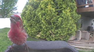 purple finch