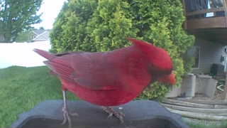 northern cardinal