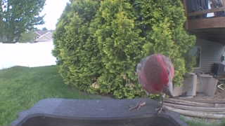 rock pigeon