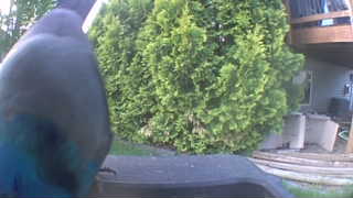 common grackle