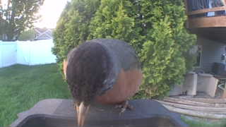 mallard