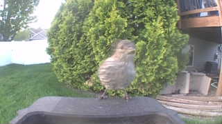house finch