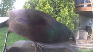 common grackle