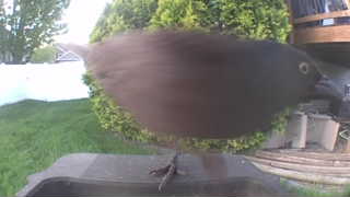 brown-headed cowbird