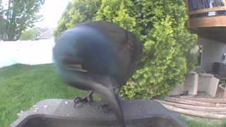 common grackle