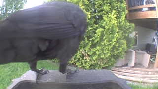 common raven