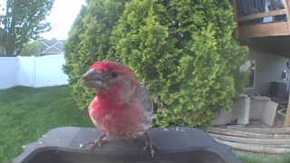 house finch