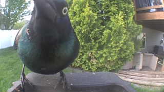 common grackle
